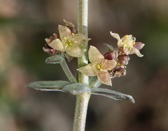 Galium grayanum grayanum