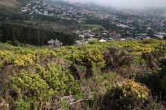 Leucadendron sessile