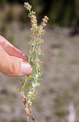Galium grayanum grayanum