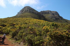 Leucadendron sessile
