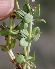Galium grayanum grayanum