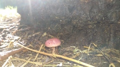 Gymnopilus subpurpuratus