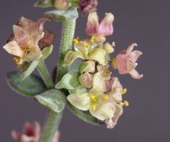 Galium grayanum grayanum