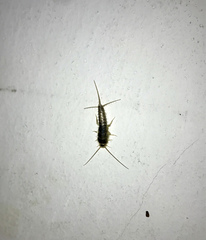Ctenolepisma longicaudatum