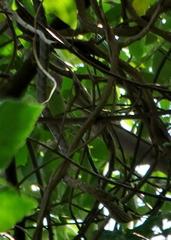 Thelotornis capensis capensis