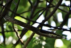 Thelotornis capensis capensis