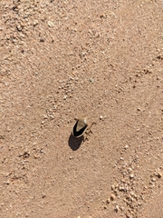 Chlorochroa osborni