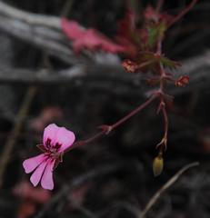 Pelargonium patulum patulum