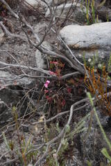 Pelargonium patulum patulum
