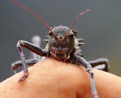 Hetrodes pupus pupus