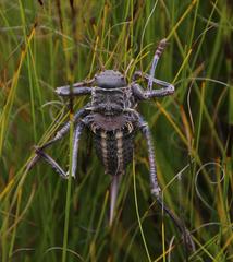 Hetrodes pupus pupus