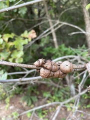 Disholcaspis spongiosa