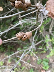 Disholcaspis spongiosa