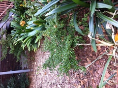 Rhododendron obtusum