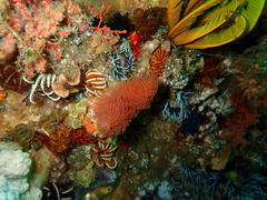 Protula bispiralis