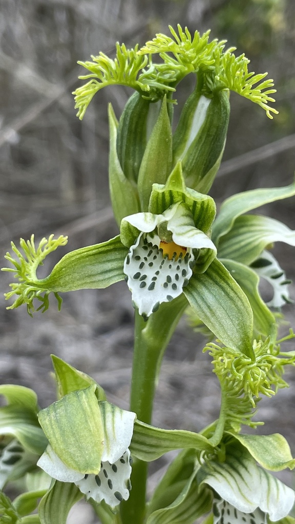 Flor del Bigote