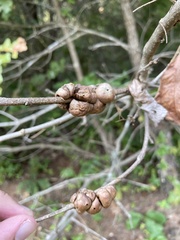 Disholcaspis spongiosa