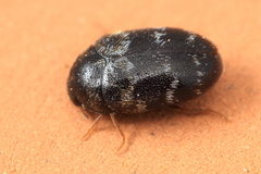 Trogoderma glabrum