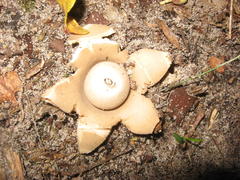 Geastrum fimbriatum image