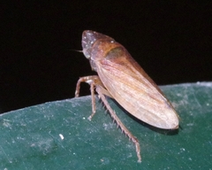 Aphrodinae