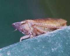 Aphrodinae