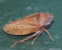 Aphrodinae