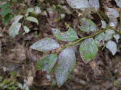 Erysiphe vaccinii