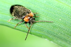Exneria ruficollis