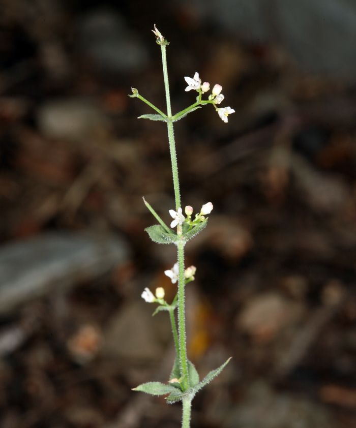 Galium hilendiae