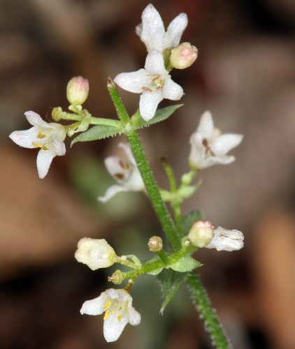Galium hilendiae ssp. carneum
