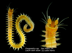 Composetia