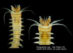 Composetia
