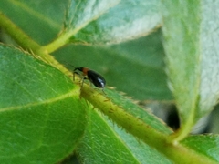 Eugnamptus angustatus