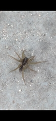 Diapontia uruguayensis