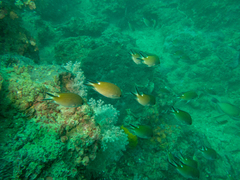 Chromis fumea