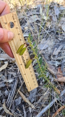Bossiaea stephensonii