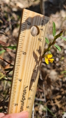 Bossiaea stephensonii