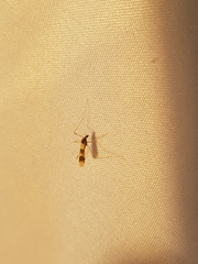 Erioptera venusta