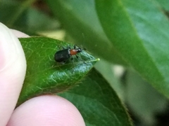 Eugnamptus angustatus