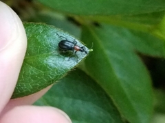 Eugnamptus angustatus