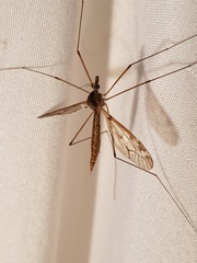 Tipula borealis