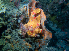 Antennarius maculatus