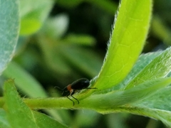 Eugnamptus angustatus