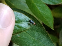 Eugnamptus angustatus