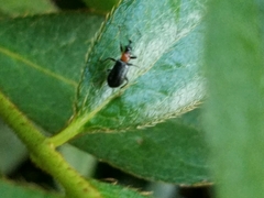 Eugnamptus angustatus