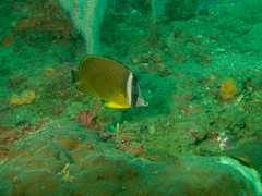 Chaetodon auripes