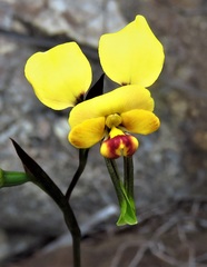 Diuris hazeliae