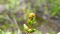 Crassula subaphylla subaphylla
