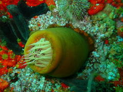 Pseudactinia flagellifera