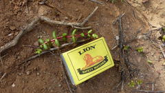 Crassula subaphylla subaphylla